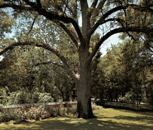 Houston Pecan